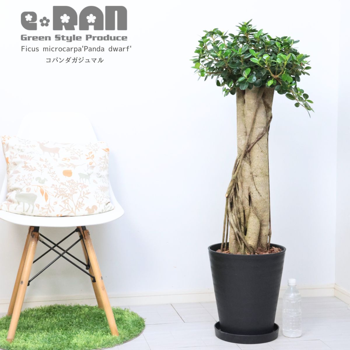 パンダガジュマル コパンダ接木 8号サイズ imgrc0113631700.jpg