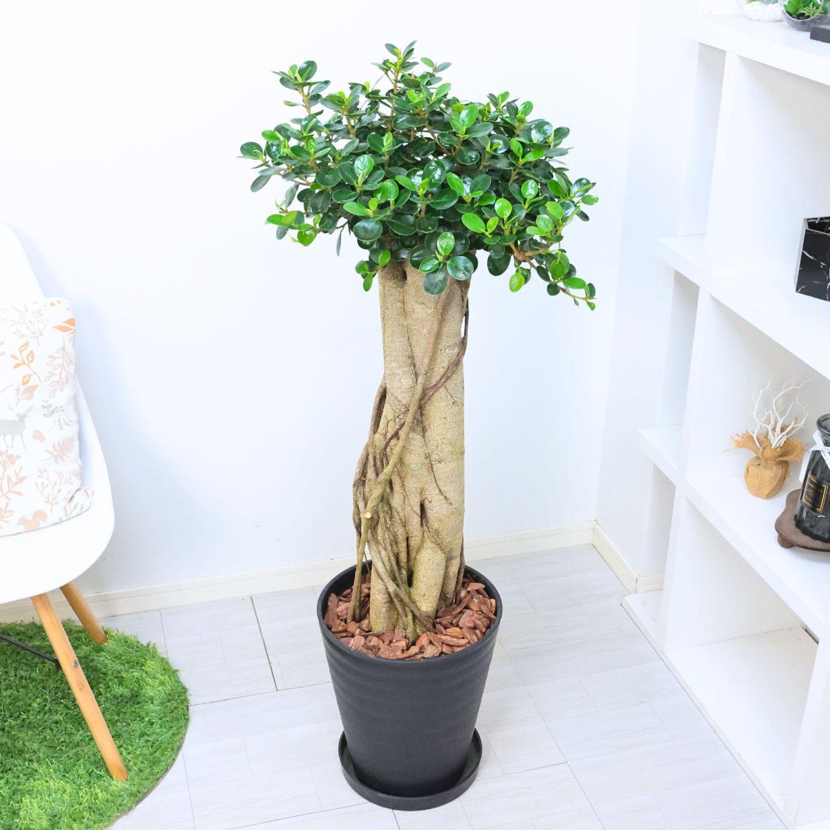 パンダガジュマル コパンダ接木 10号リン鉢 パンダガジュマル コパンダ