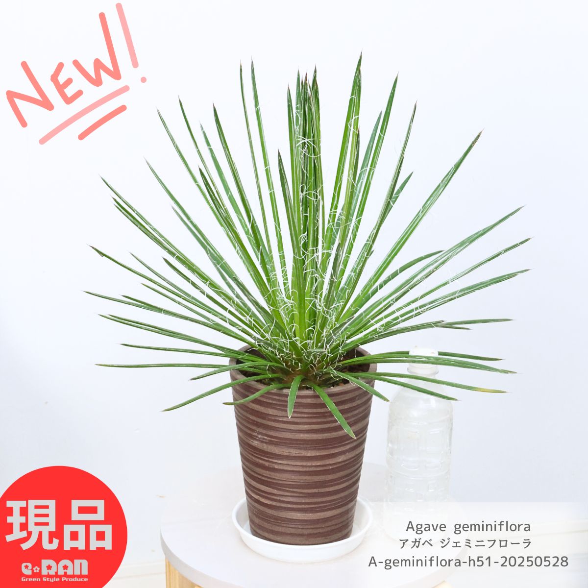 楽天市場】＼ポイント5倍／多肉植物 アガベ ジェミニフローラ 5号鉢 高