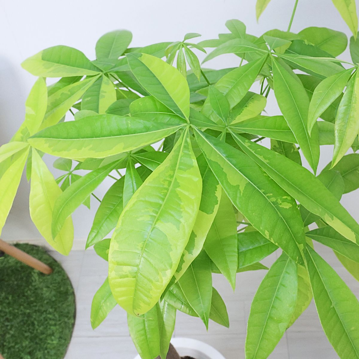 楽天市場】＼ポイント5倍／観葉植物 斑入り 実生 パキラ ムーンライト