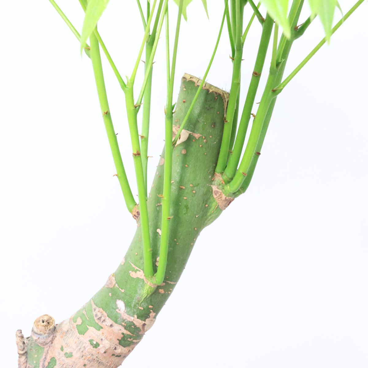 楽天市場】＼ポイント5倍／観葉植物 斑入り 実生 パキラ ムーンライト