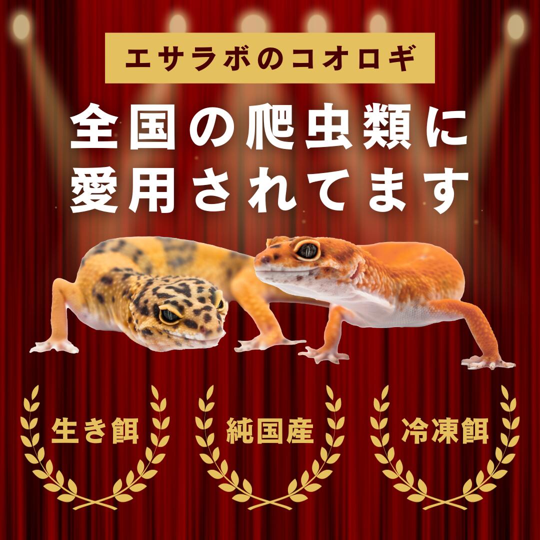 楽天市場】冷凍コオロギ ML 100g 300g 500g 1kg 送料無料 1.5cm-2cm程