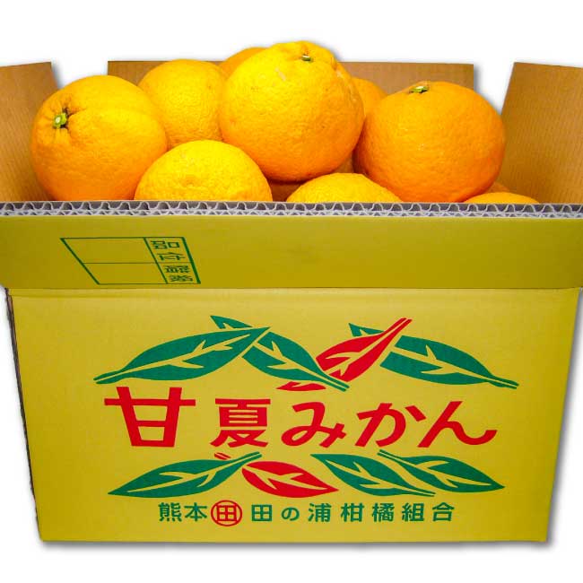 楽天市場】【ふるさと納税】マルタの甘夏みかん約10kg 令和8年1月