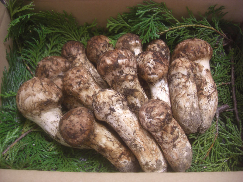 楽天市場】2026年分予約 【全額返金】分予約 松茸 国産 コロ 300g 小