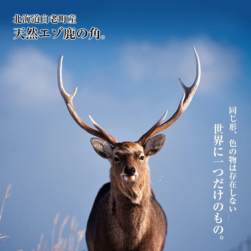 楽天市場】【ふるさと納税】《どんな形が届くかはお楽しみ