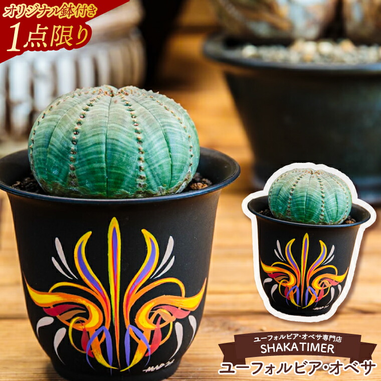 楽天市場】【ふるさと納税】【現品のみ】鹿嶋市産 実生ユーフォルビア