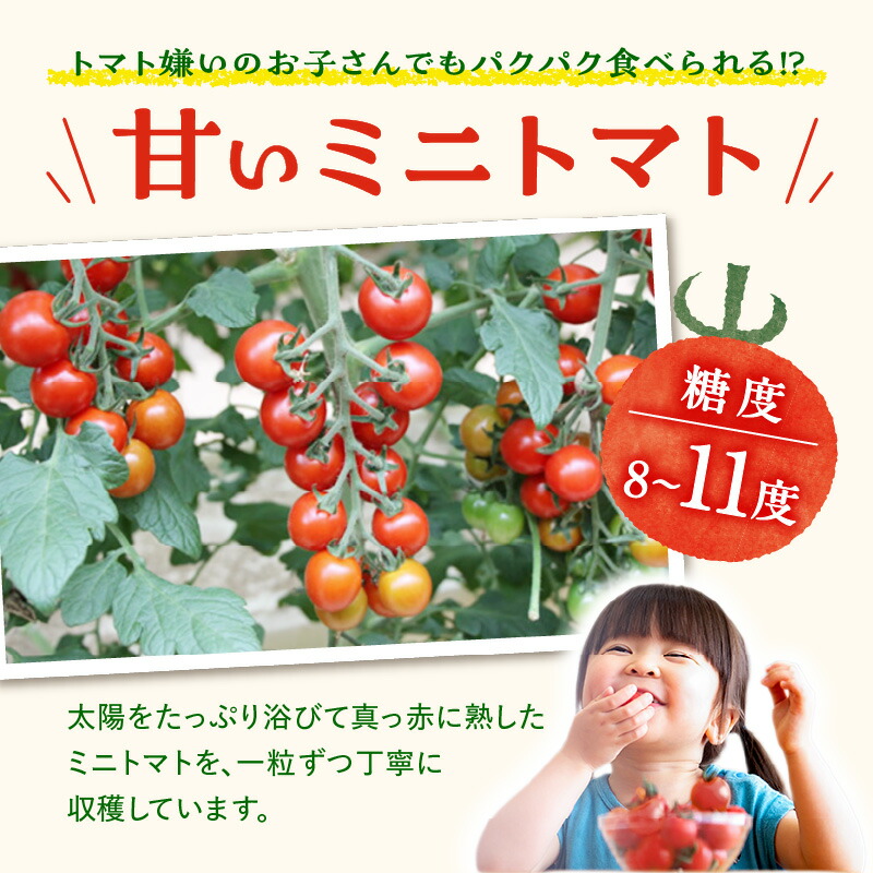 楽天市場】【ふるさと納税】農園直送 つぶより ミニトマト【選べる内容