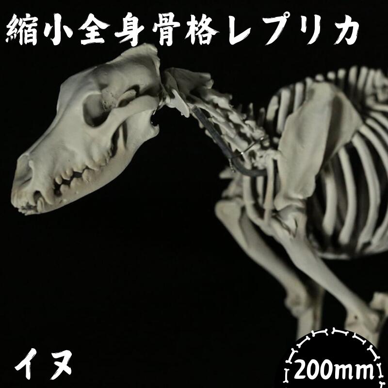 楽天市場】【ふるさと納税】【イヌ 】 縮小 全身骨格レプリカ
