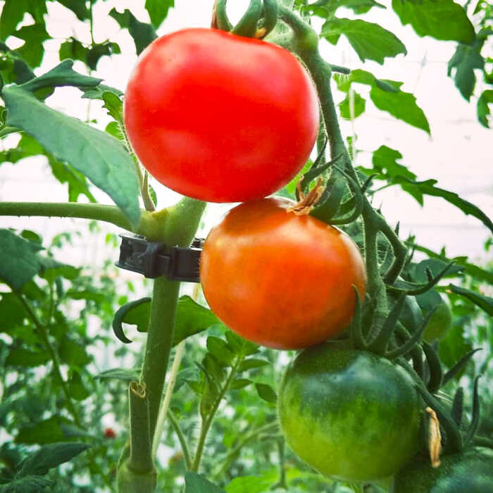 楽天市場】【ふるさと納税】糖度10度以上のトマトを使用！ 島根県産