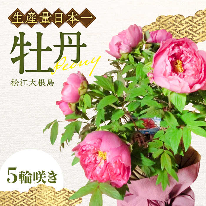 楽天市場】【ふるさと納税】鉢植え 松江大根島牡丹(宝寿ぼたん) 5輪