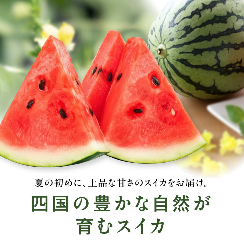 楽天市場】【ふるさと納税】スイカ 【先行予約】【2026年6月上旬から