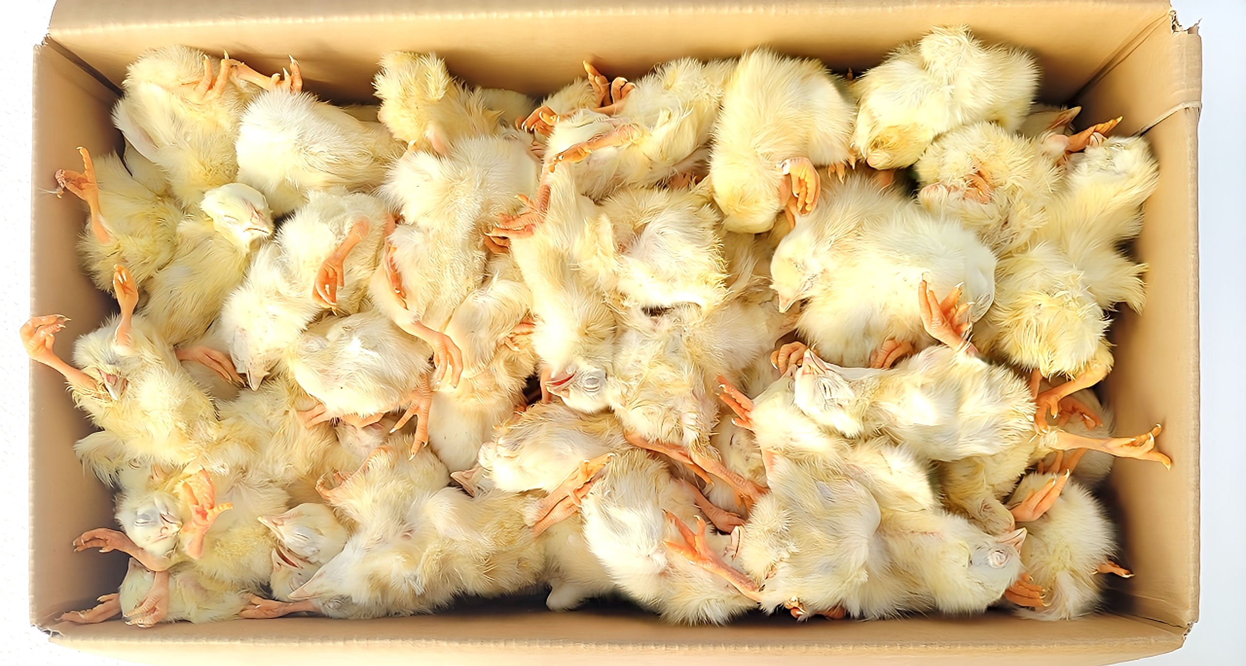 楽天市場】国産冷凍ヒヨコ6kg 約150羽分 フクロウ 鷹 ハヤブサ