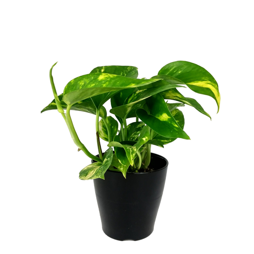 楽天市場】ポトス・ゴールデン 3号【観葉植物 3寸 インテリア グリーン
