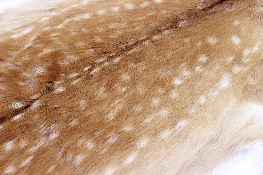 楽天市場】北海道産【鹿毛皮敷物（ラグマット）夏毛】毛付き鹿皮【送料