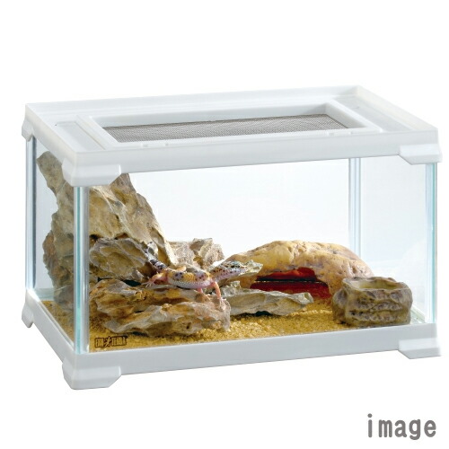 楽天市場】GEX EXO TERRA（エキゾテラ） レプテリアホワイト300Low