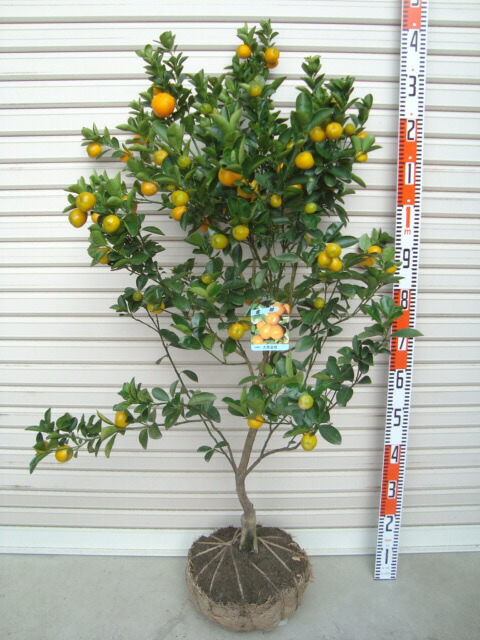 楽天市場】果樹苗 5年生の通販