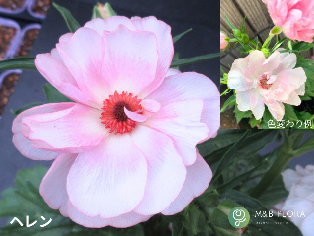 ラナンキュラスラックス イーシス 希少苗 分球なし 4芽 タグ付き