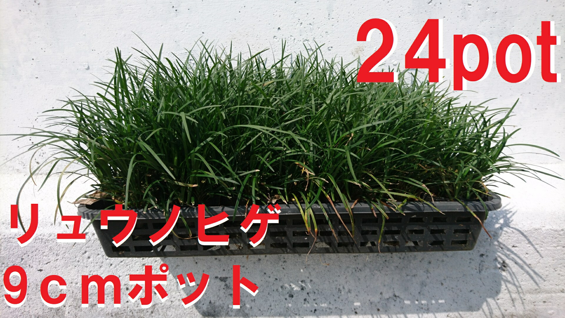 楽天市場】リュウノヒゲ 龍の髭 竜のヒゲ りゅうのひげ 24ポットセット