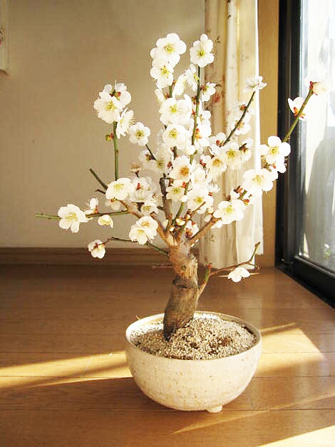 楽天市場】お買い物マラソン期間中楽天ポイント2倍2026年2月から3月に