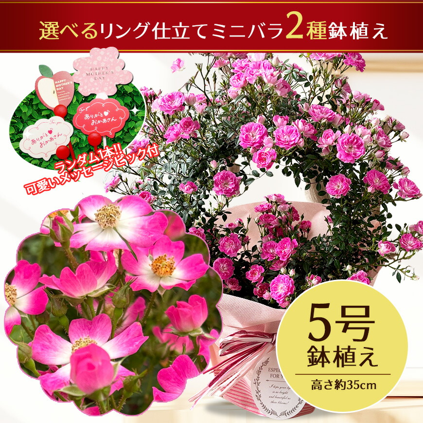 楽天市場】早割 2種から選べる 薔薇 リング仕立て ツル ミニバラ