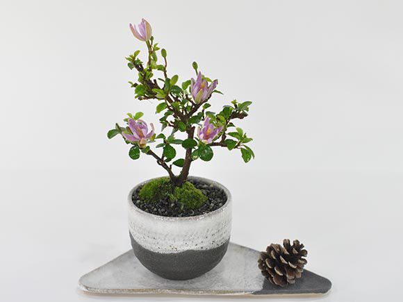 楽天市場】盆栽 睡蓮木 ミニ盆栽 花 スイレンボク 鉢植え 初心者 室内