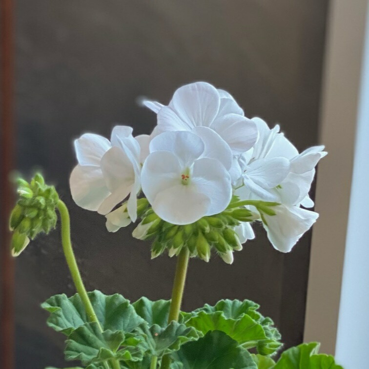 楽天市場】ゼラニウム 「花色が選べる」 苗 品種 花 リンゴ2000