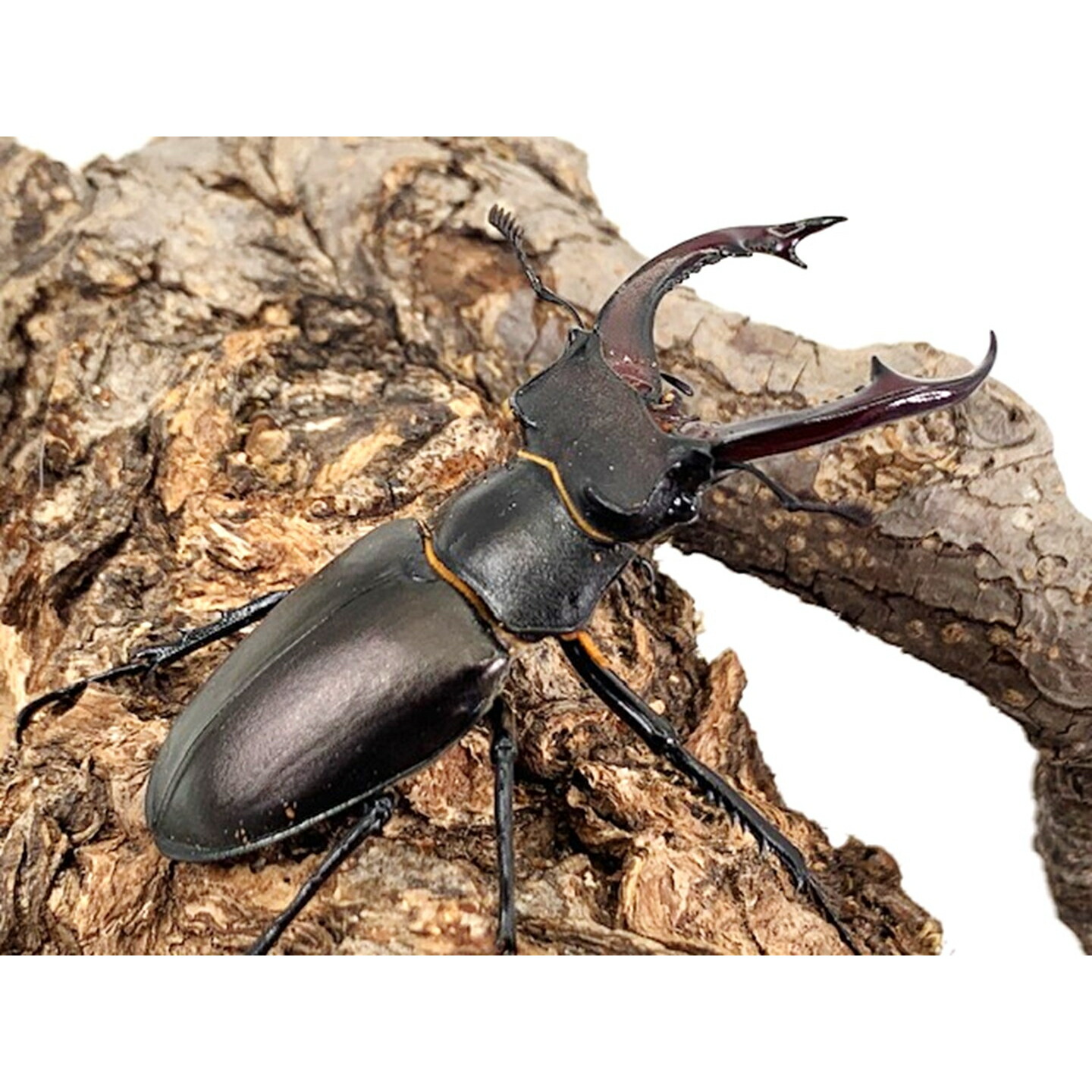 楽天市場】【DDA】アクベシアヌスミヤマ 成虫 ♂65～85mmUP ペア