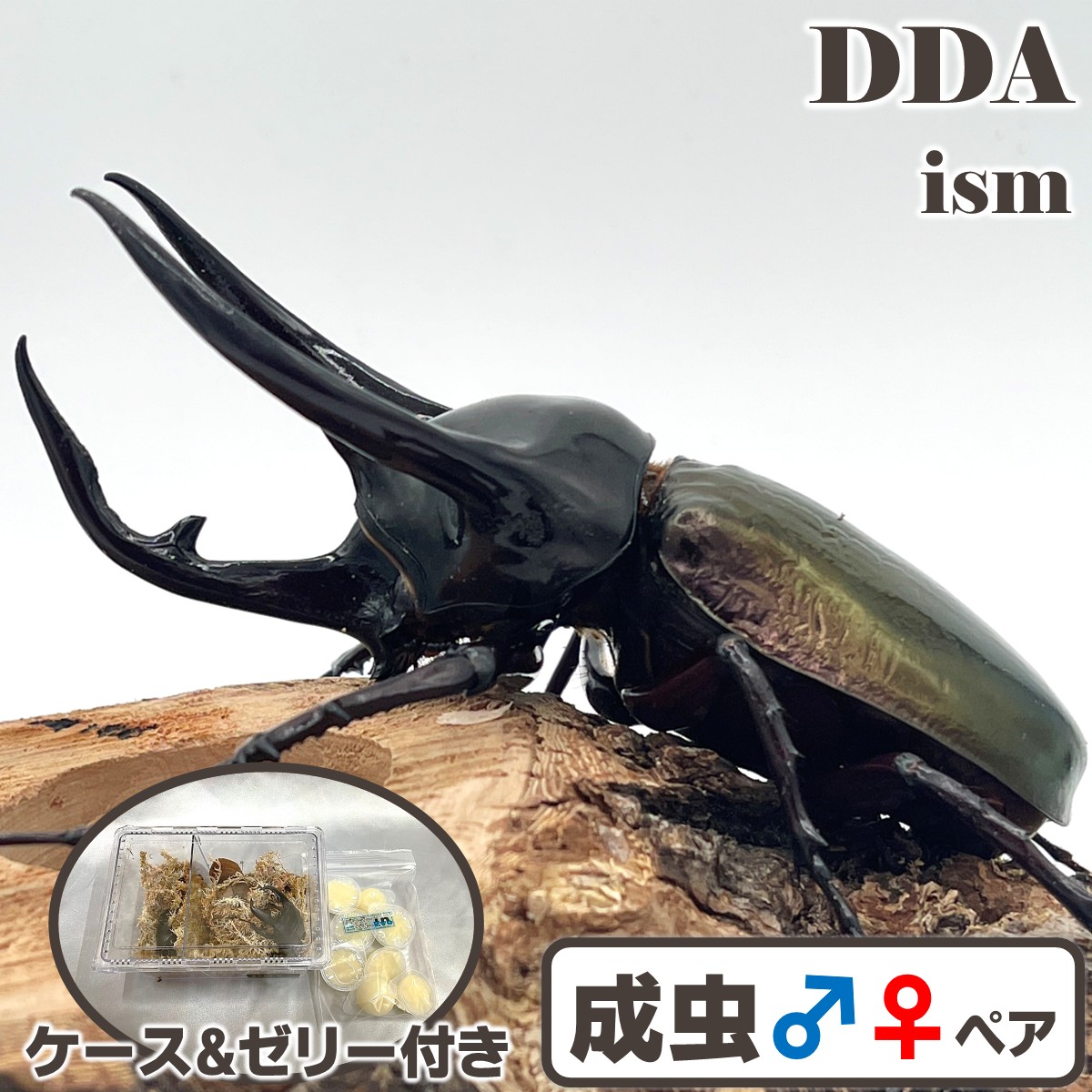 楽天市場】インドネシア便/天然個体【DDA】コーカサスオオカブト