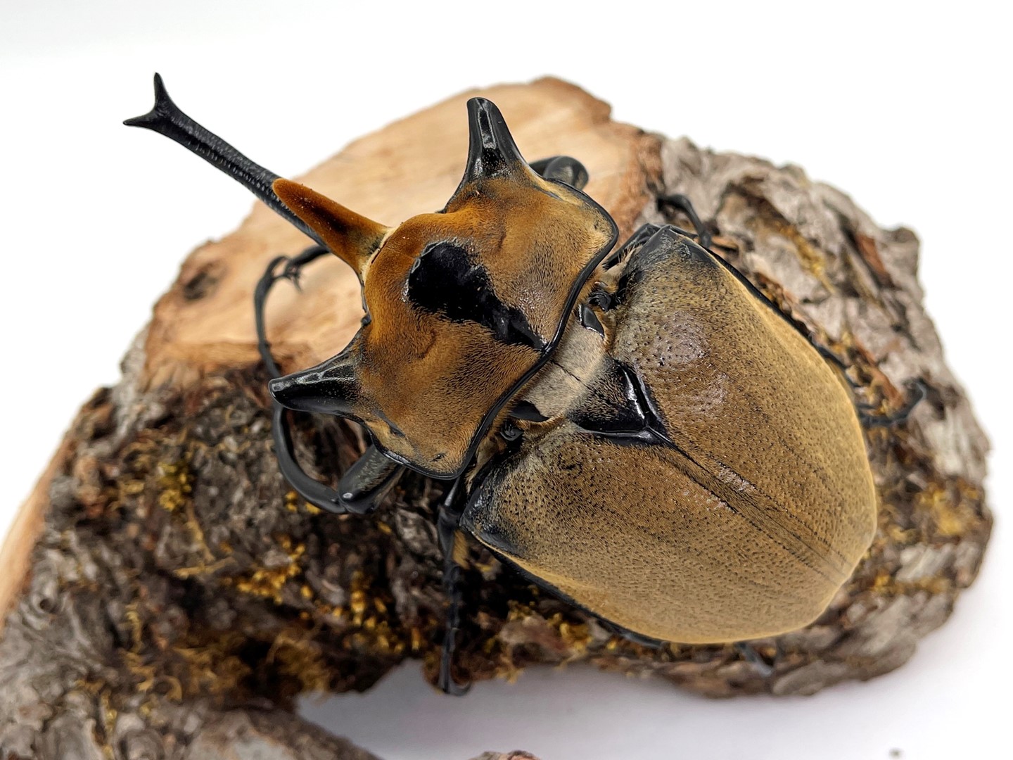 楽天市場】【DDA】ノゲイラゾウカブト 成虫 ペア プレゼント付き dda