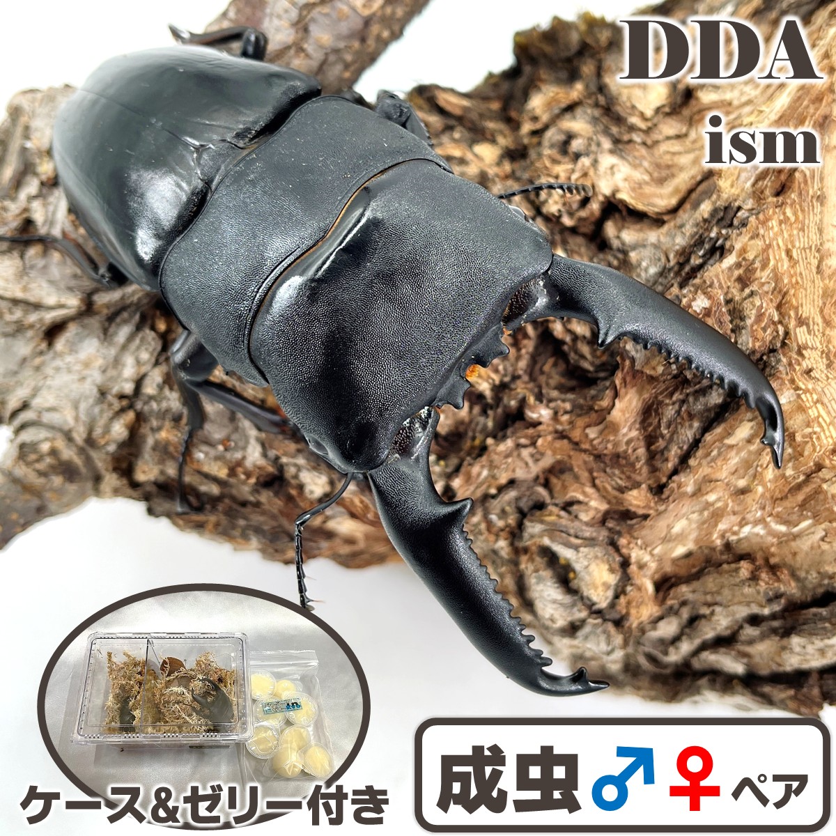 楽天市場】世界最大のドルクス【DDA】大型血統 パラワンオオヒラタ