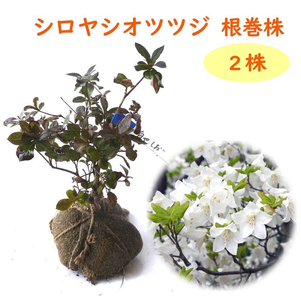 楽天市場】『 シロヤシオ ツツジ 根巻株 2株 』 樹高約20cm 苗 苗木