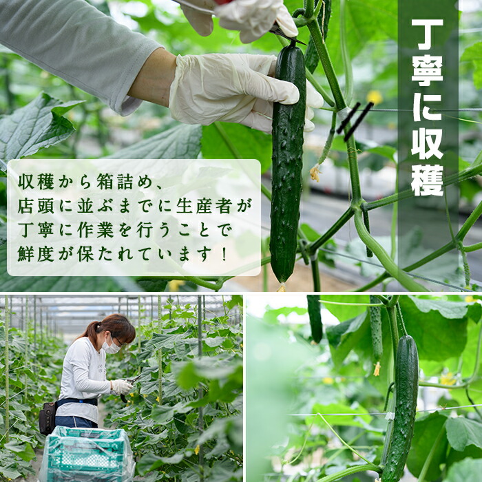 楽天市場】【ふるさと納税】＜内容量が選べる！＞宮崎県産きゅうり(2.5