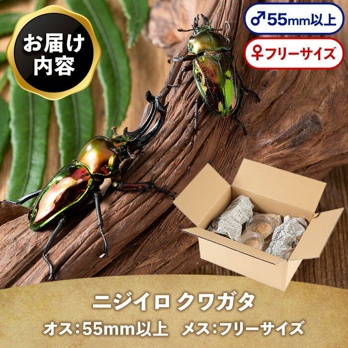 楽天市場】【ふるさと納税】ニジイロクワガタ 成虫ペア オス(55mm以上