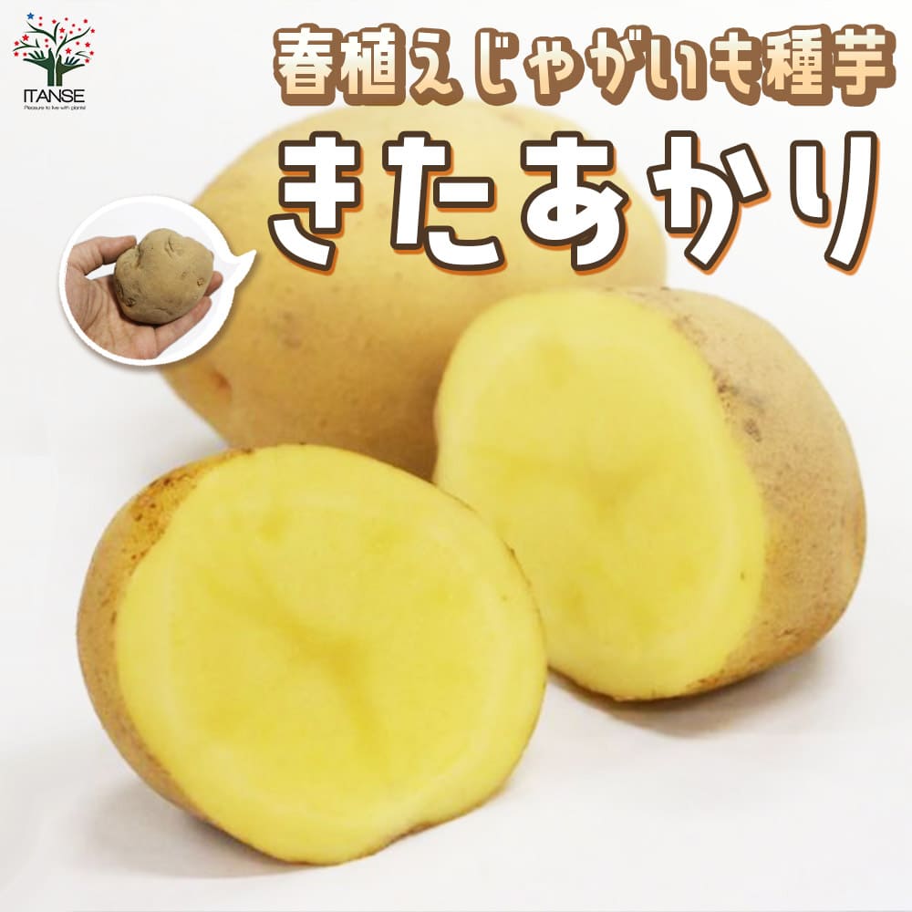 楽天市場】【送料無料】じゃがいもの種芋 品種：キタアカリ 野菜種芋