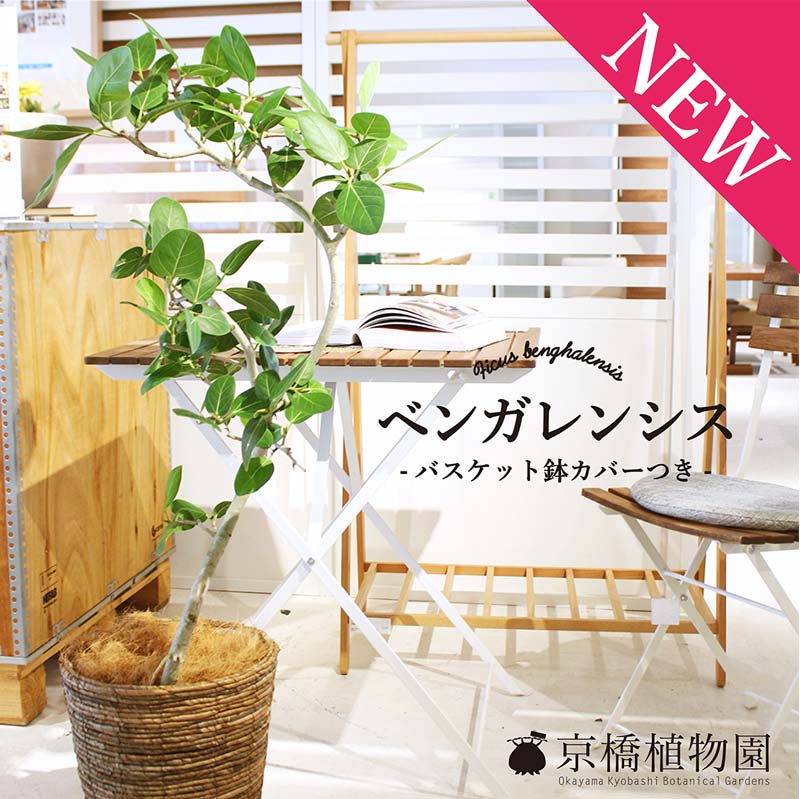 楽天市場】フィカス ベンガレンシス 8号の通販