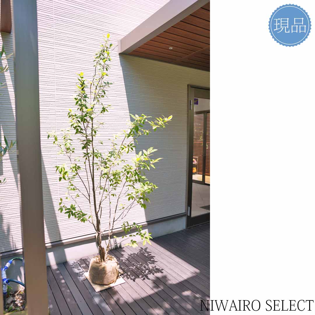 楽天市場】【現品】【ヤマコウバシ】山香ばし 株立ち 自然風樹形 樹高H