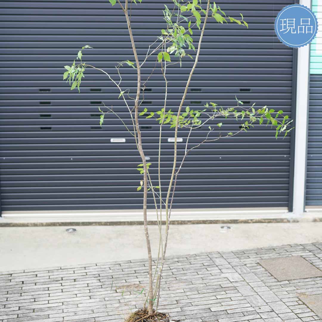 楽天市場】山採り【アオダモ×ヤマボウシ】混合株 山法師 株立ち 自然風