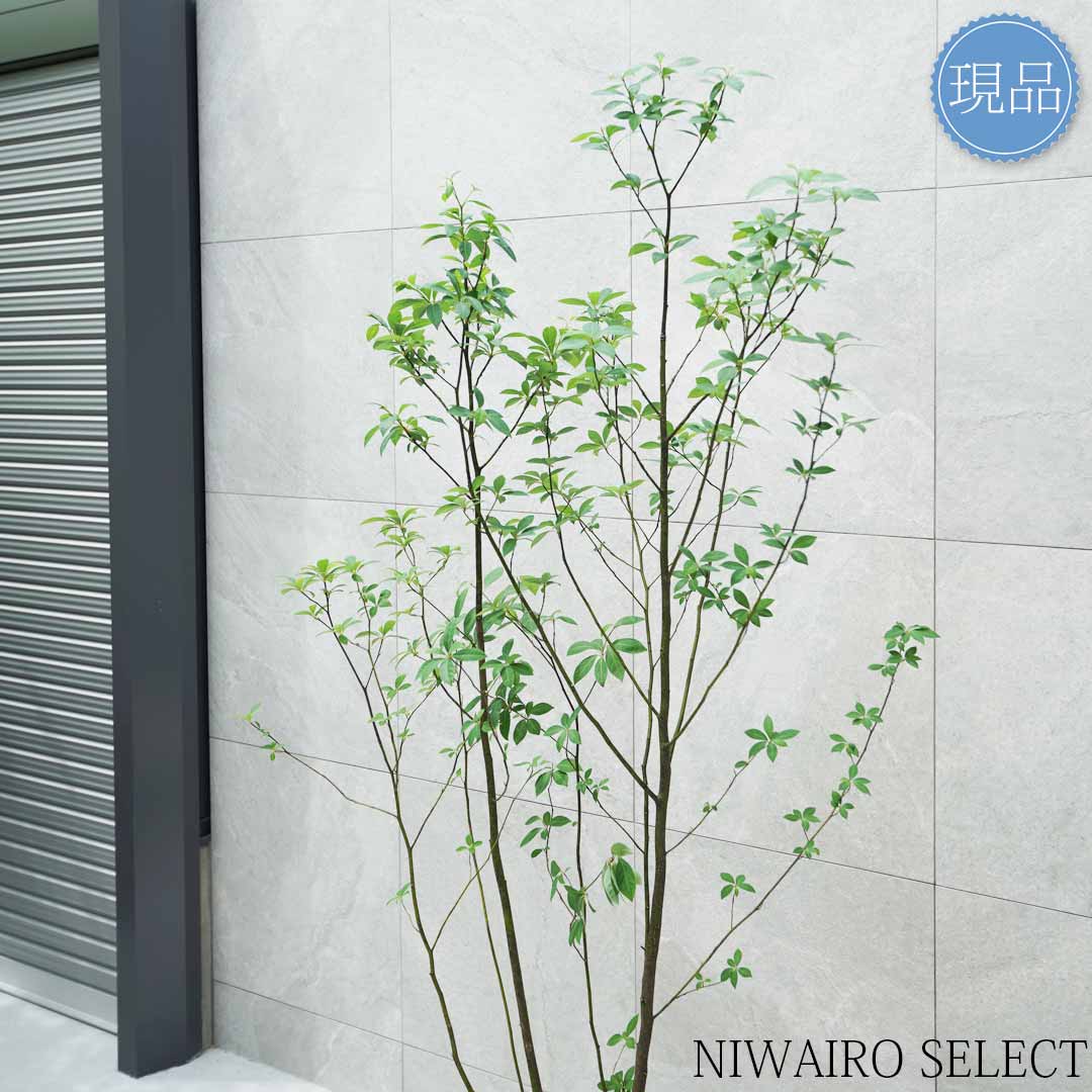 楽天市場】【現品】【クロモジ】黒文字 株立ち 自然風樹形 樹高H≒180