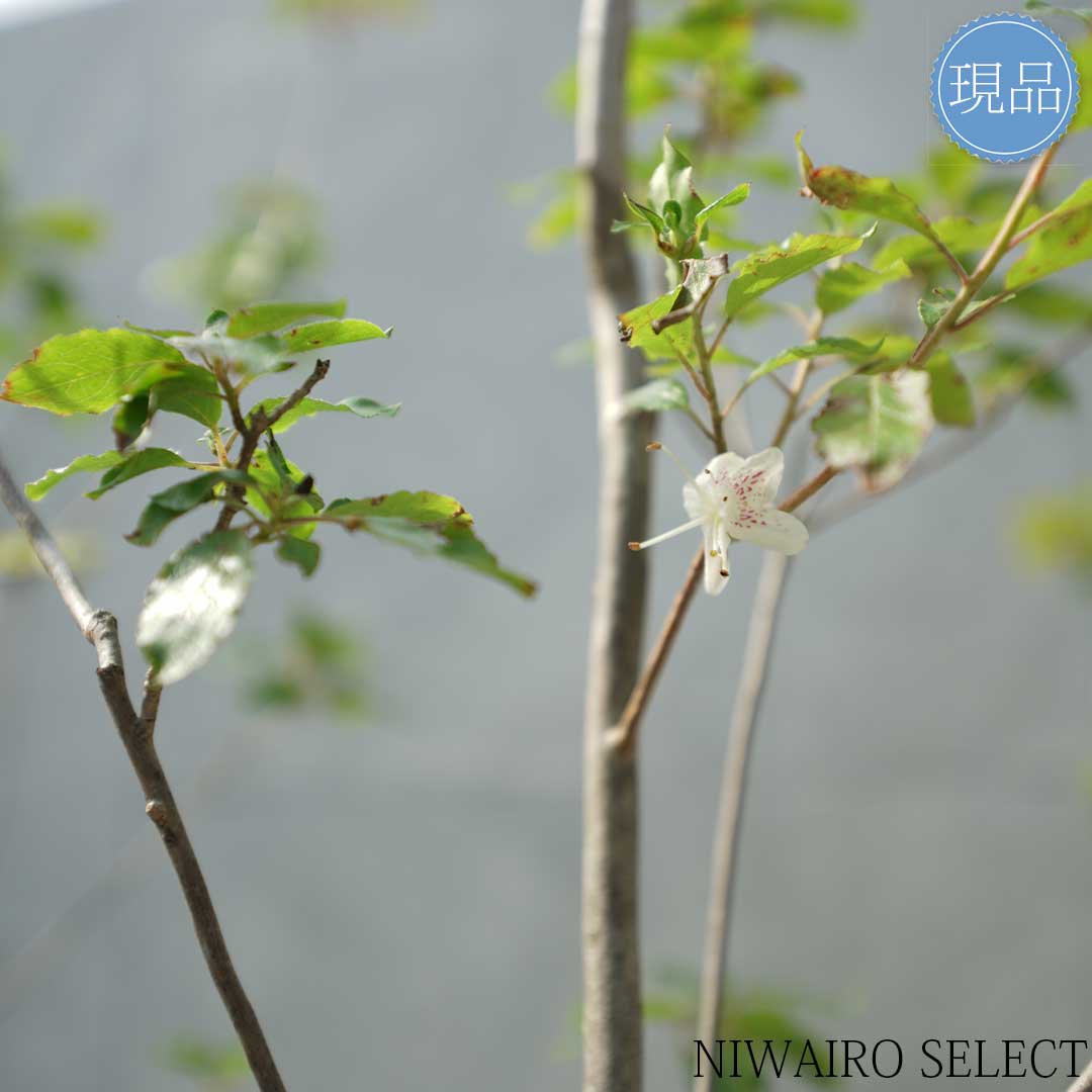 楽天市場】【現品】山採り【バイカツツジ】バイカドウダンツツジ 梅花