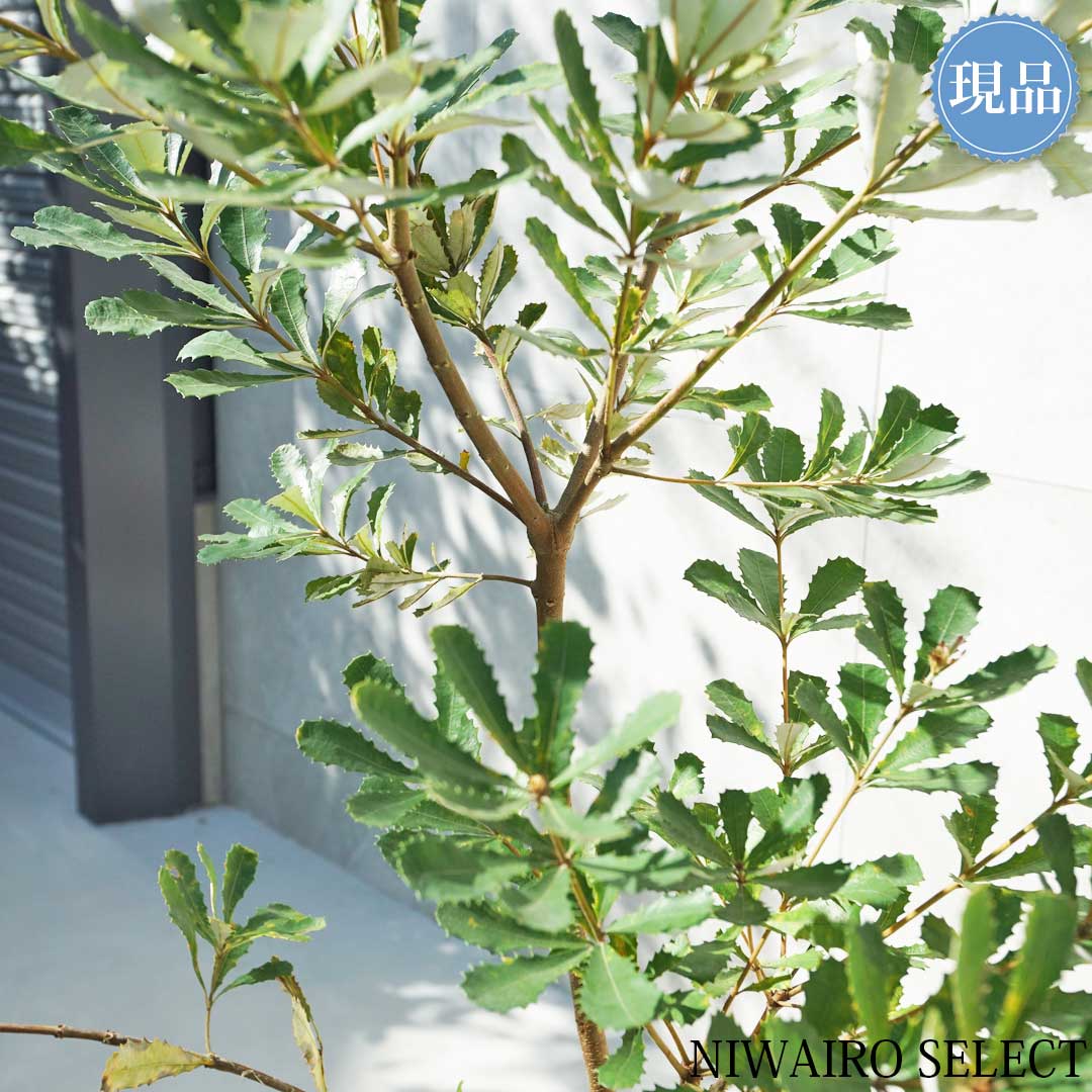 楽天市場】【現品】【バンクシア】コーストバンクシア オージー