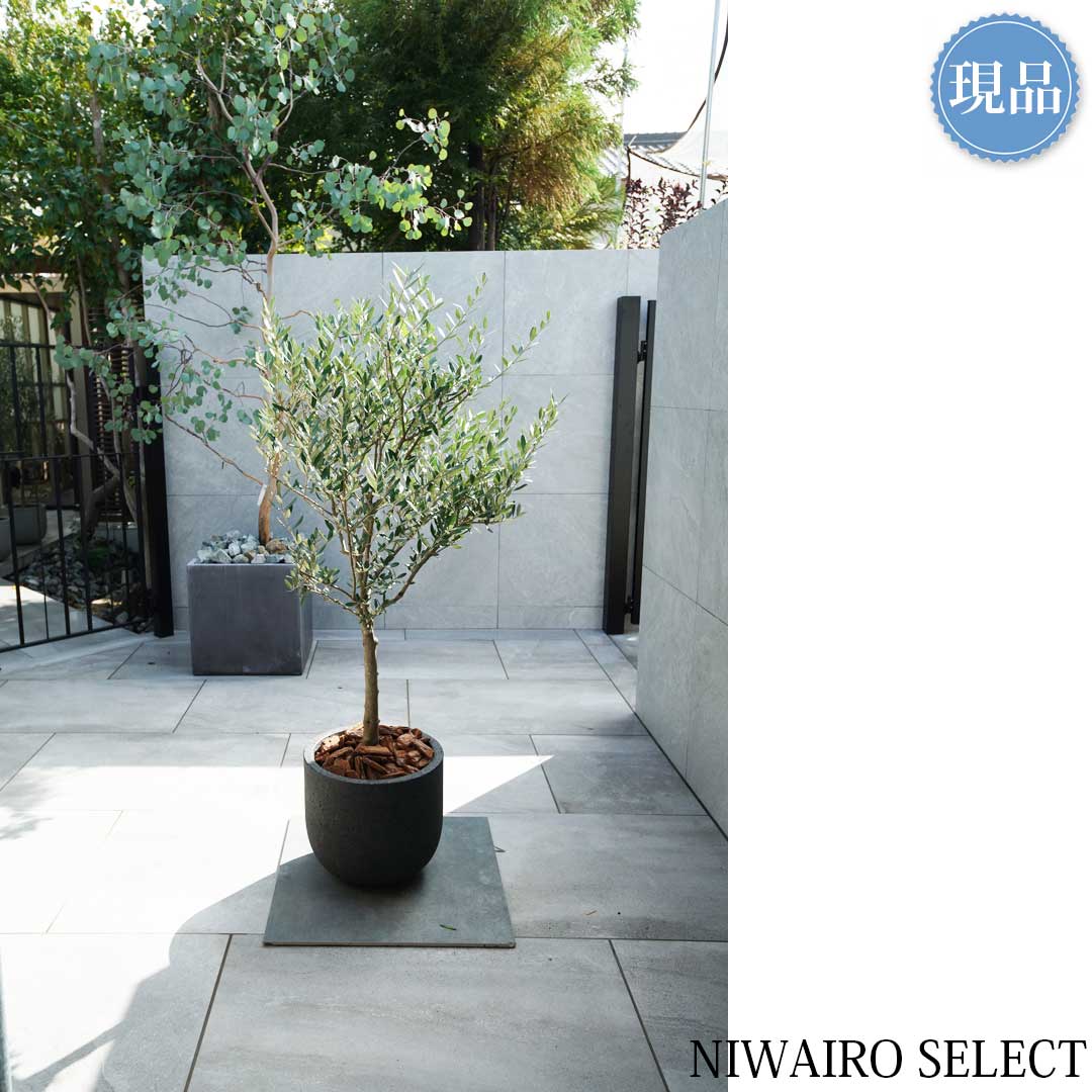 楽天市場】【現品】鉢植え【オリーブの木】ミッション 自然風樹形 全高