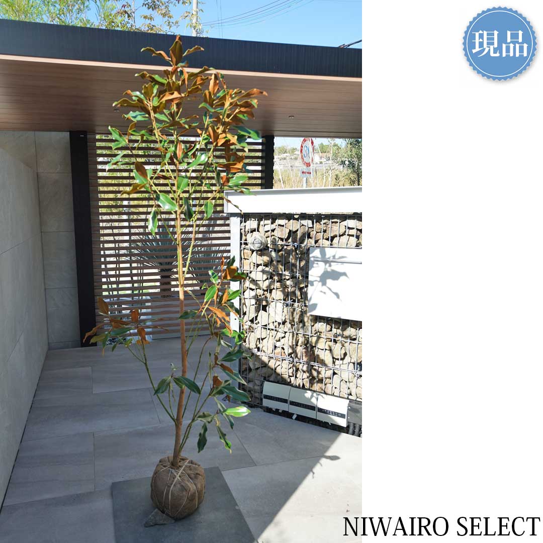 楽天市場】【現品】【ケイパレス】タイサンボク 矮性 自然風樹形 樹高H