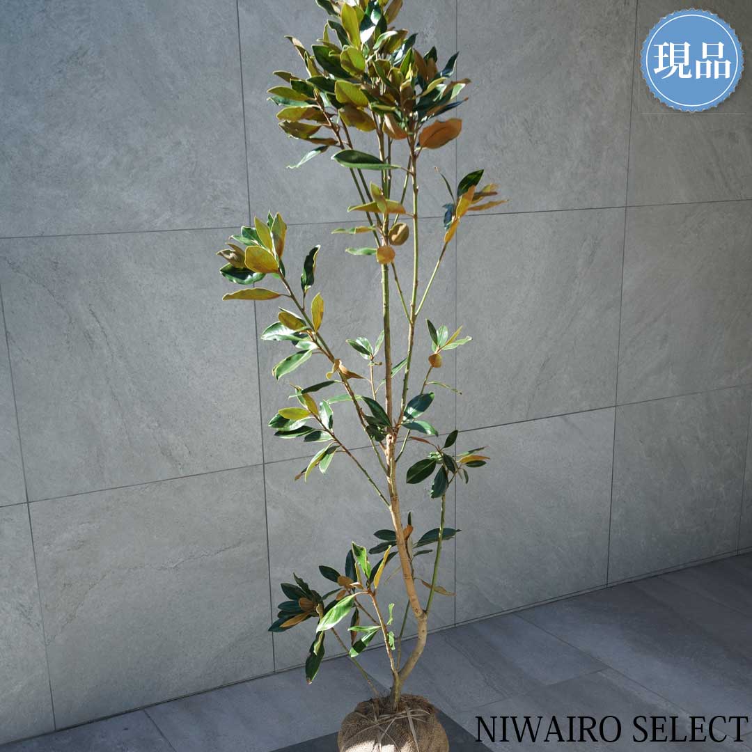 楽天市場】【現品】【リトルジェム】タイサンボク 泰山木 矮性 自然風