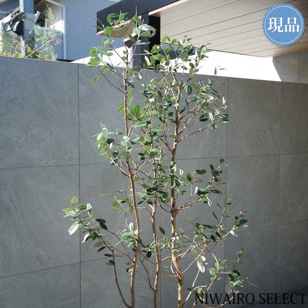 楽天市場】【現品】鉢植え【フェイジョアの木】本株立ち 自然風樹形