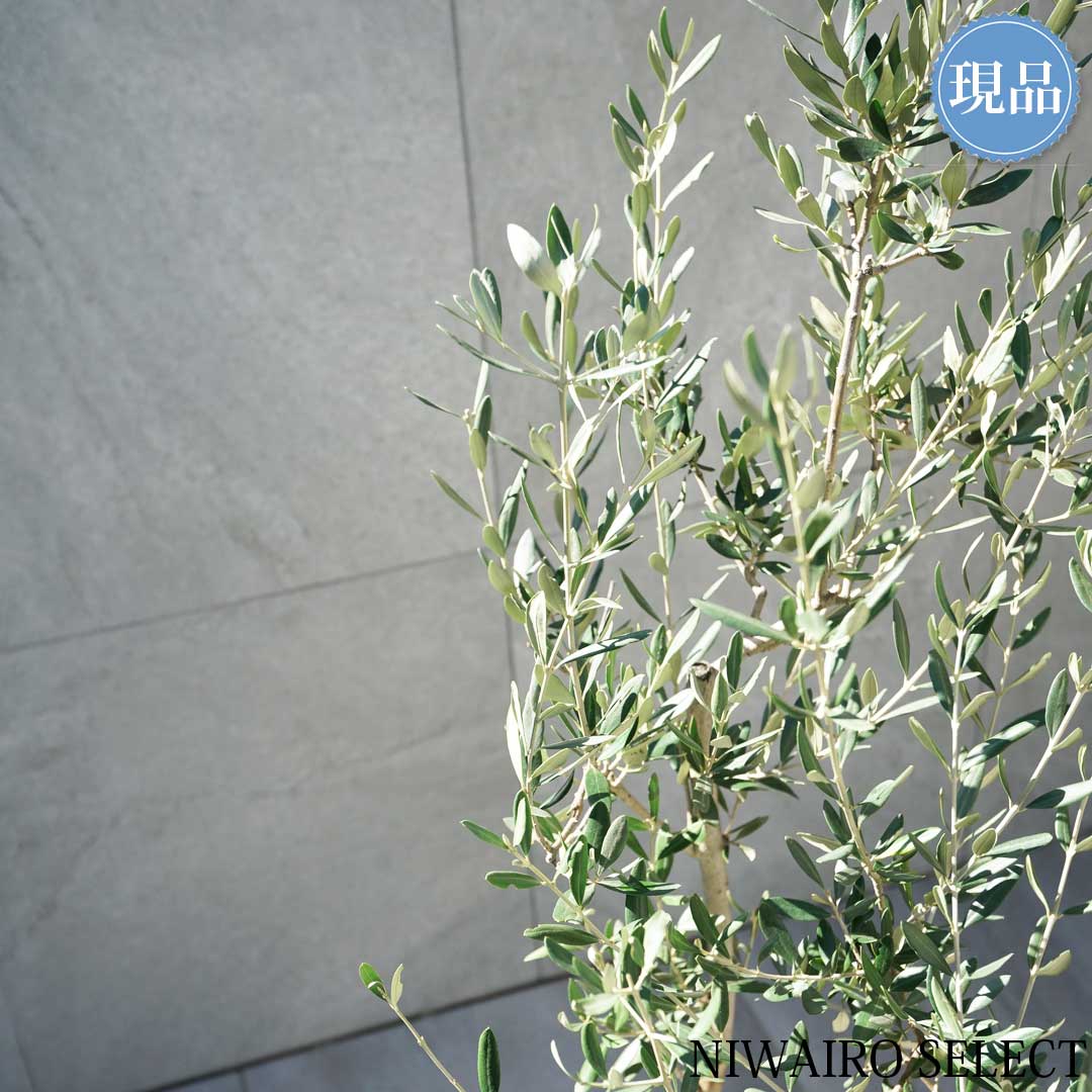 楽天市場】【現品】【オリーブの木】ルッカ 自然風樹形 樹高H≒115