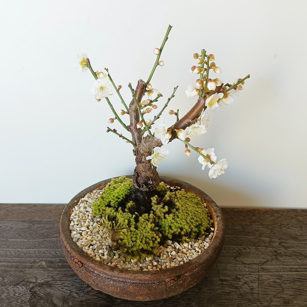 楽天市場】白梅 ( はくばい ) 盆栽 信楽焼茶鉢 ミニ盆栽 BONSAI