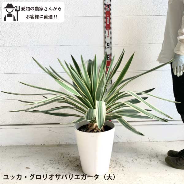 楽天市場】［生産者直送］ユッカ グロリオサ バリエガータ 大株 樹高約