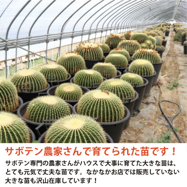 楽天市場】王冠竜 オウカンリュウ サボテン フェロカクタス 8号鉢 1鉢
