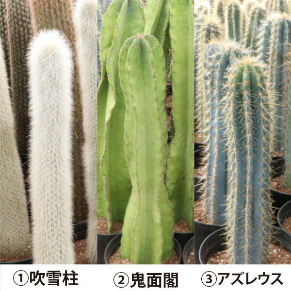 楽天市場】選べる2個セット！ 柱サボテン ロングタイプ（鉢下から80cm
