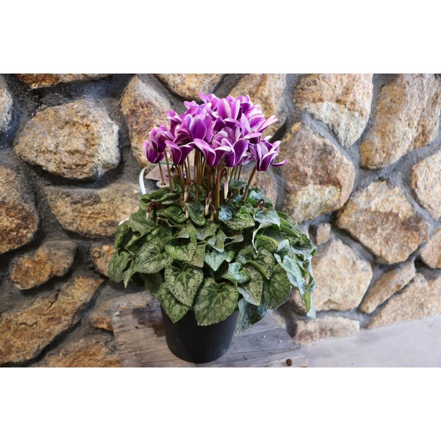 楽天市場】ブルーシクラメン 胡蝶 5号鉢 底面潅水鉢 大栄花園